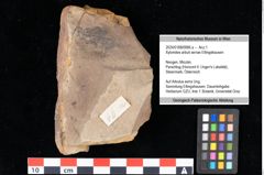 Foto (Objekt + Etikett) von Xylomites arbuti serrae Ettingshausen (NHMW-GEO-2024-0188-0066a)